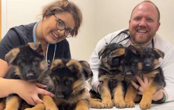 Reinrassiger Deutscher Schäferhund Kaufen: Ein umfassender Leitfaden
