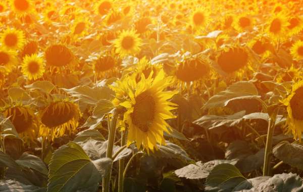 Revolutionizing Private Jet Charter International Travel: A New Era of Luxury and Efficiency